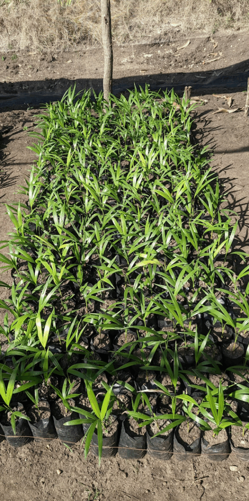 communal garden communal garden