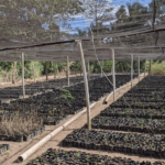 communal garden header image.avif