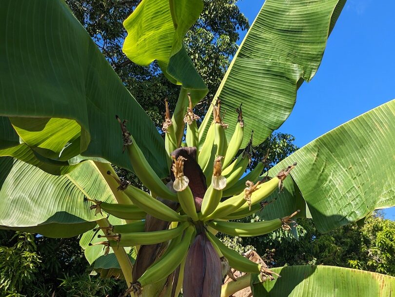 communal garden header image.avif